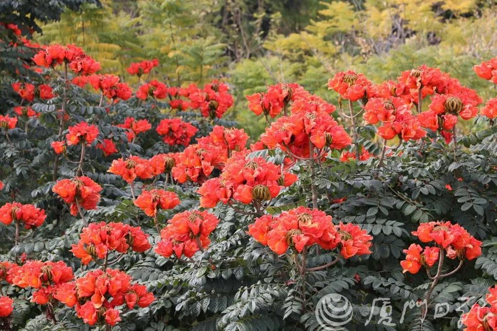厦门旅游鼓浪屿船票怎么订 (鼓浪屿门票船票哪里预约)