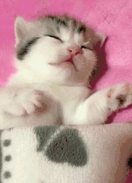 猫为什么会做梦,猫咪也会做梦吗都梦到了啥