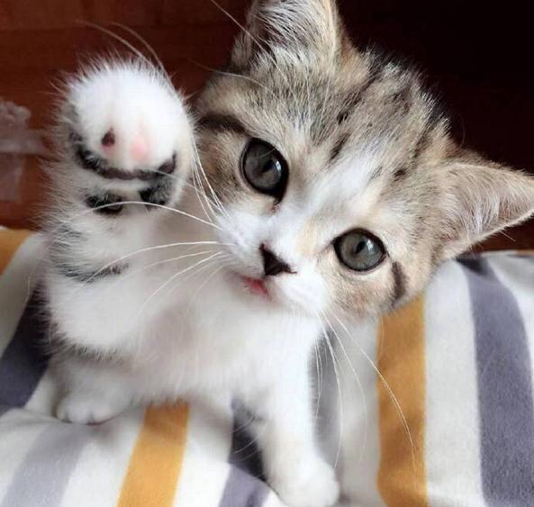 下班回家突然发现猫不见了,下班回家发现猫咪没精神