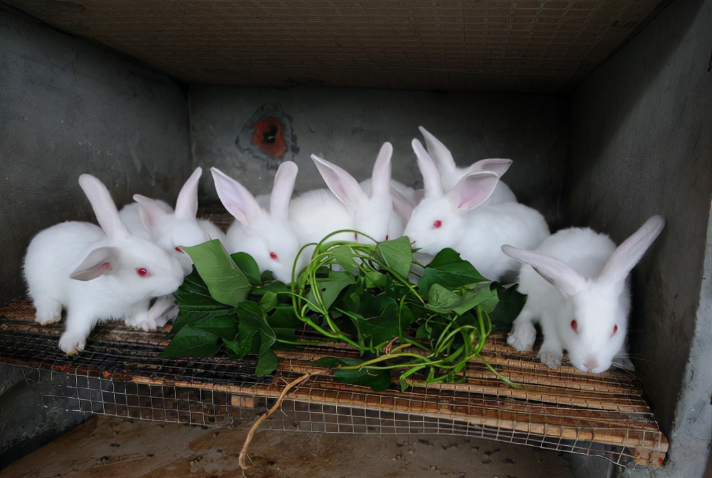 兔子跟鸡鸭鹅羊混养要注意的问题,兔子怎么养殖最好成活率很高