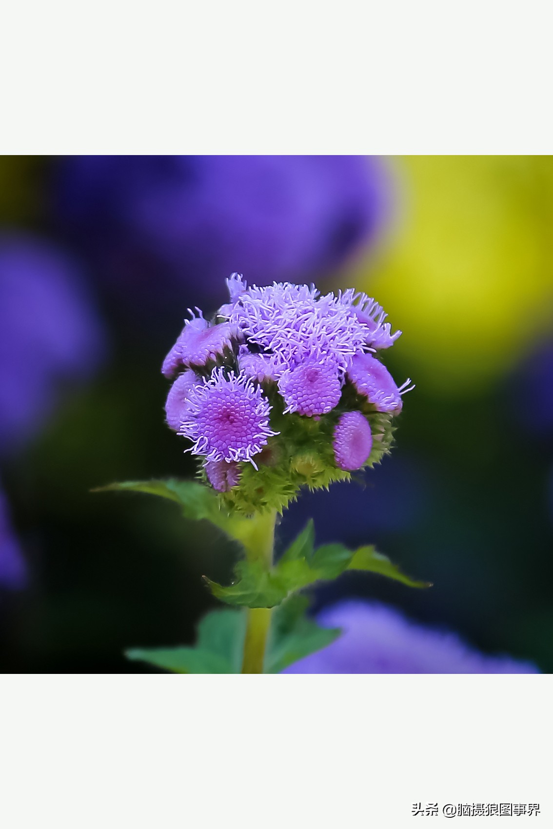 花海如何给花拍照好看,大面积的花怎样拍出花海的感觉
