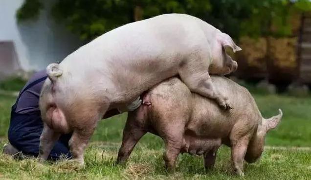 怎样养好母猪能让母猪多产奶,养好母猪的关键是什么你知道吗