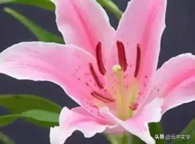 花语大全100种花图片,100种花的花语太全了