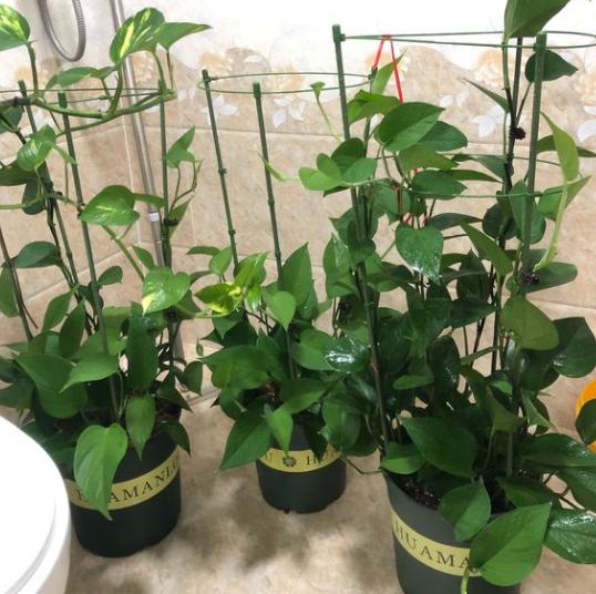 室内养绿萝，黄叶太频繁？纠正3个“错误”，叶片翠绿冒油光