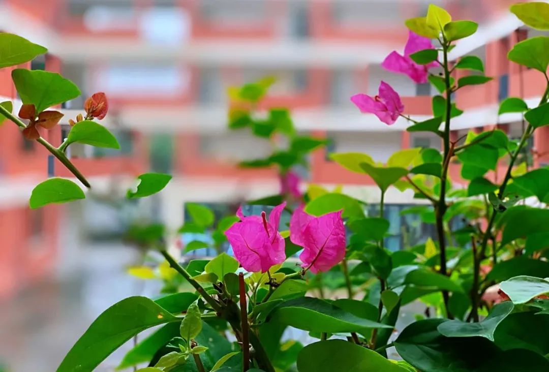 江苏省南京市南师附中邺城路初中,南师附中邺城路小学是事业单位吗