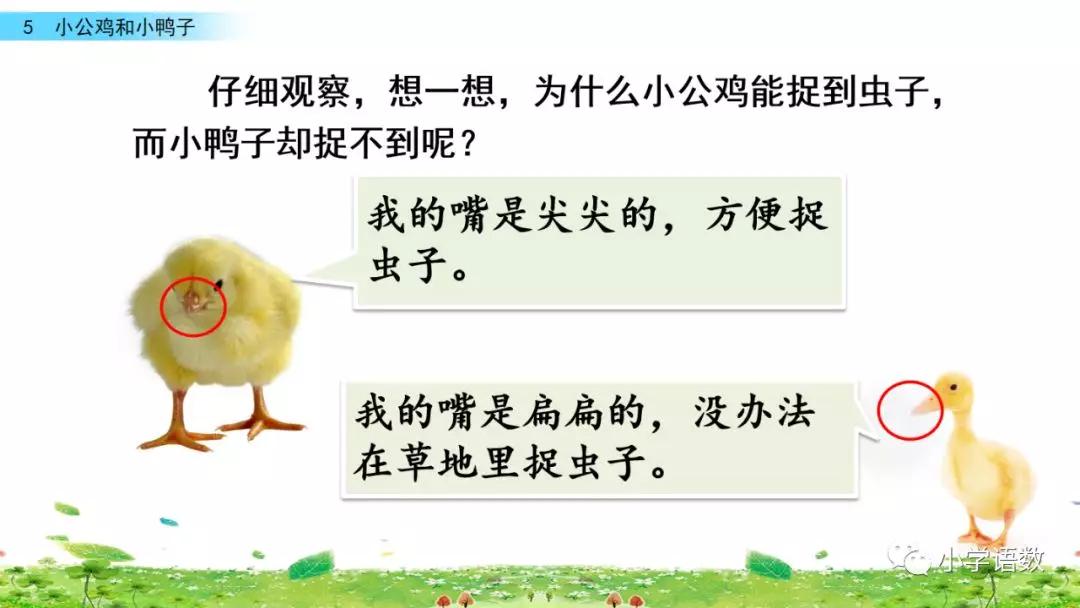 小公鸡和小鸭子一年级下册组词,一年级语文小公鸡和小鸭子复习