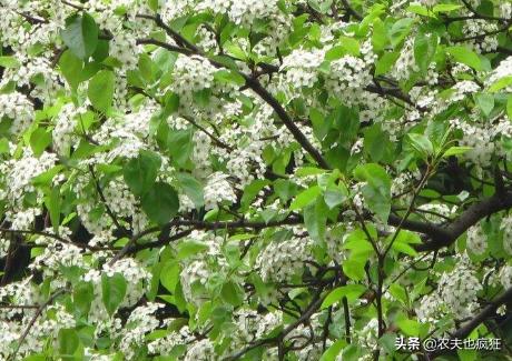 果径不到1CM，曾是农村娃的零食，如今10元一斤，常用来泡酒