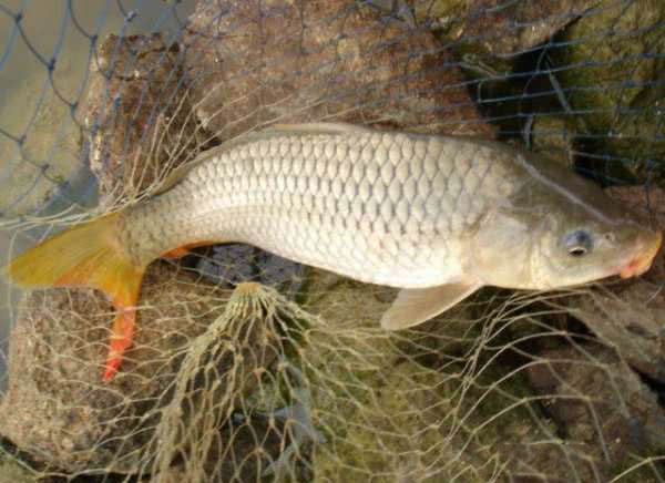 钓鱼人的困惑,这种健鲤和平常鲤鱼不一样吗?