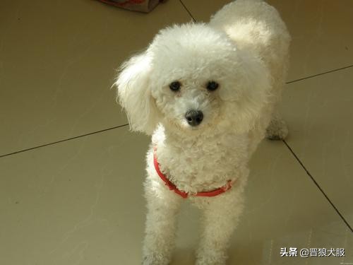 泰迪犬的秘密你知道吗,健康的泰迪犬都有哪些特别的表现