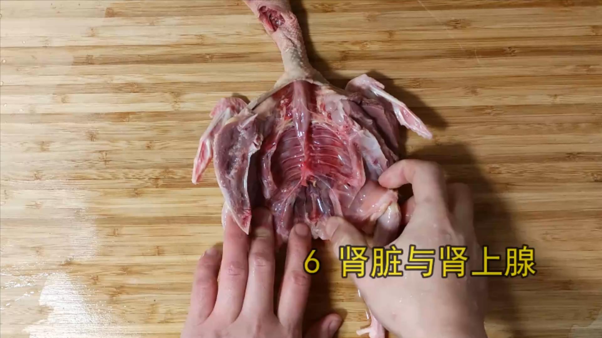 鸽子十大毒素排名,鸽子的毒素在哪里