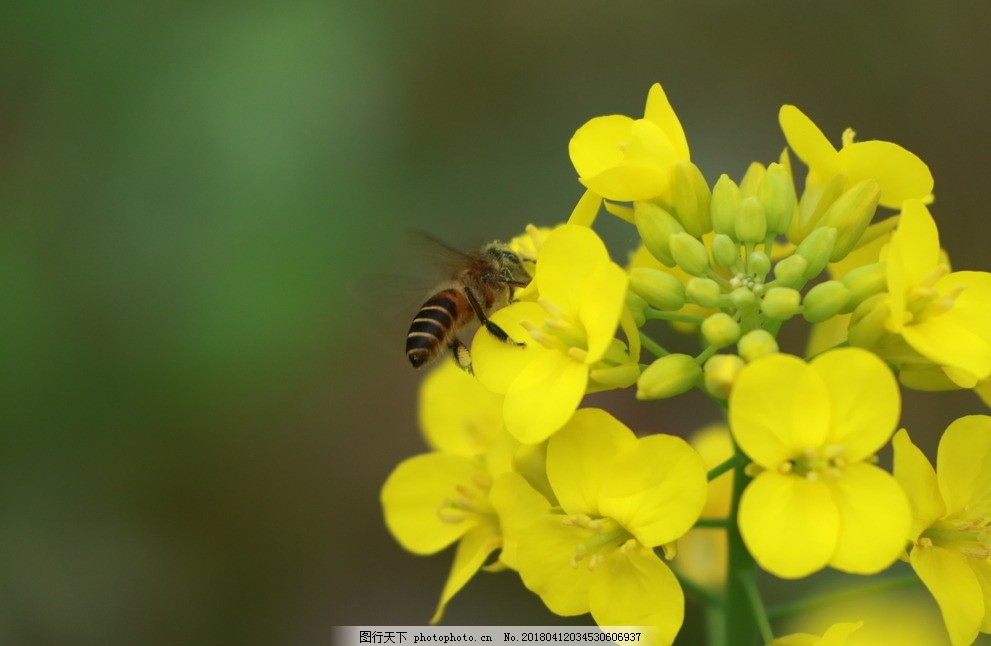 蜂缘蜂胶软胶囊的功效,蜂缘收藏