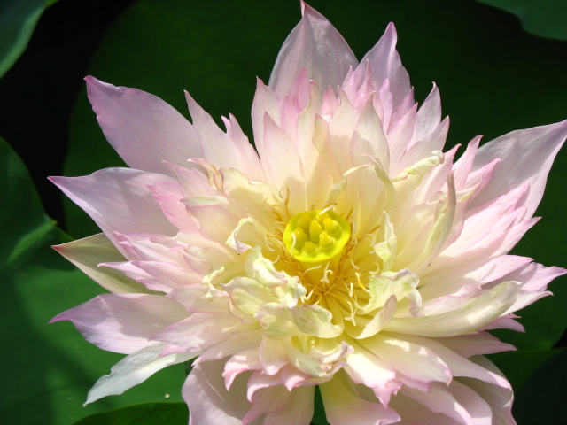 睡莲养在水缸里每年要翻盆吗,睡莲缸冬天翻盆鱼虾怎么办