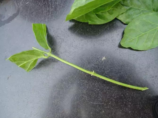 茉莉花长出白根可以扦插吗,茉莉花有白根枯杆还能返青吗