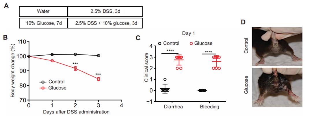 高血糖饮食会引起什么病,高糖对肠道有什么影响
