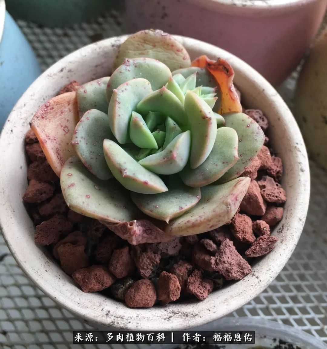 买买买，千里迢迢来相见，新的多肉成员来啦！