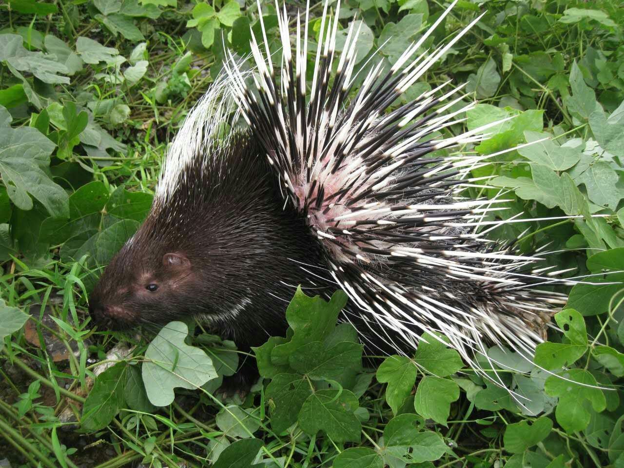 招惹豪猪的动物有多惨,豪猪最怕的天敌狮子