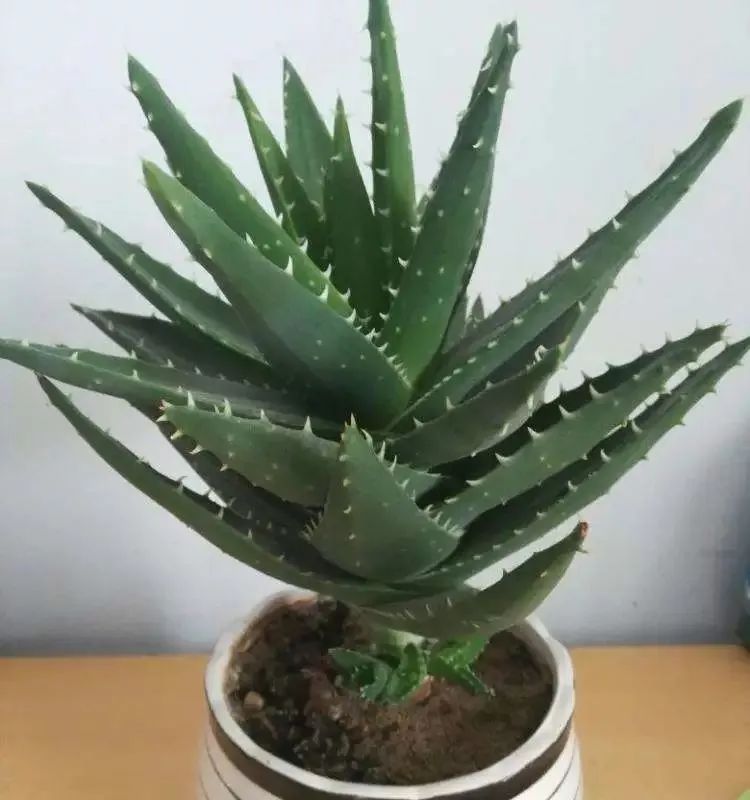 除甲醛最好的花是什么品种,房间养什么花可以除甲醛味