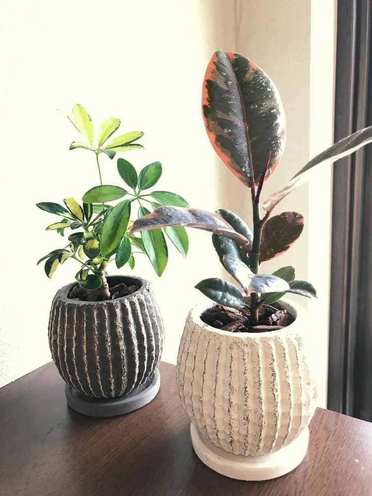 常见的榕属植物,美如画的树