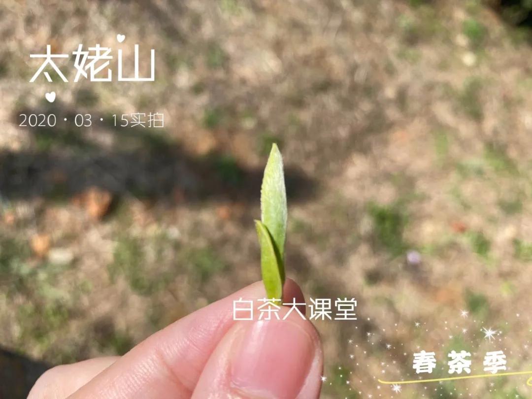 老白茶为什么是红汤,白茶汤色呈淡红