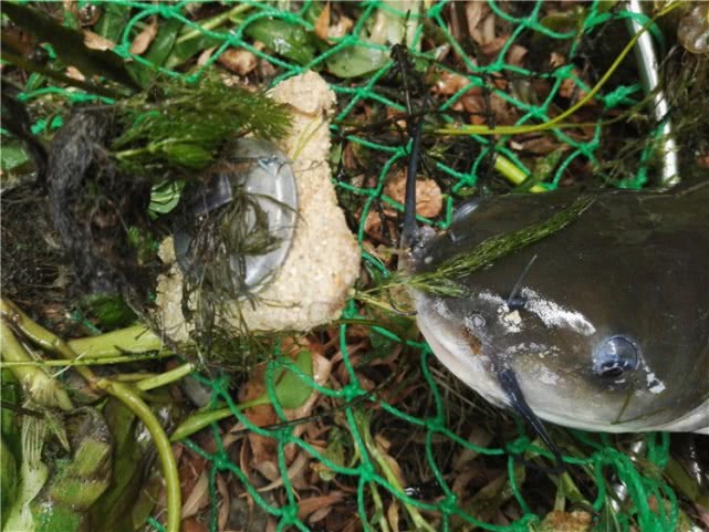 美国叉尾鮰繁殖快吗,叉尾鮰怎么路亚