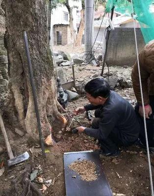 防治白蚁药,白蚁的防治