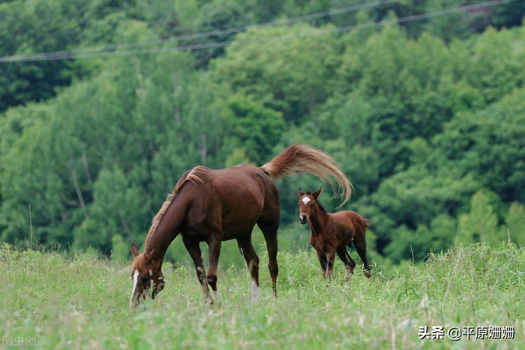 抗日战争日军骑兵的马是哪里的,东洋马从哪里来