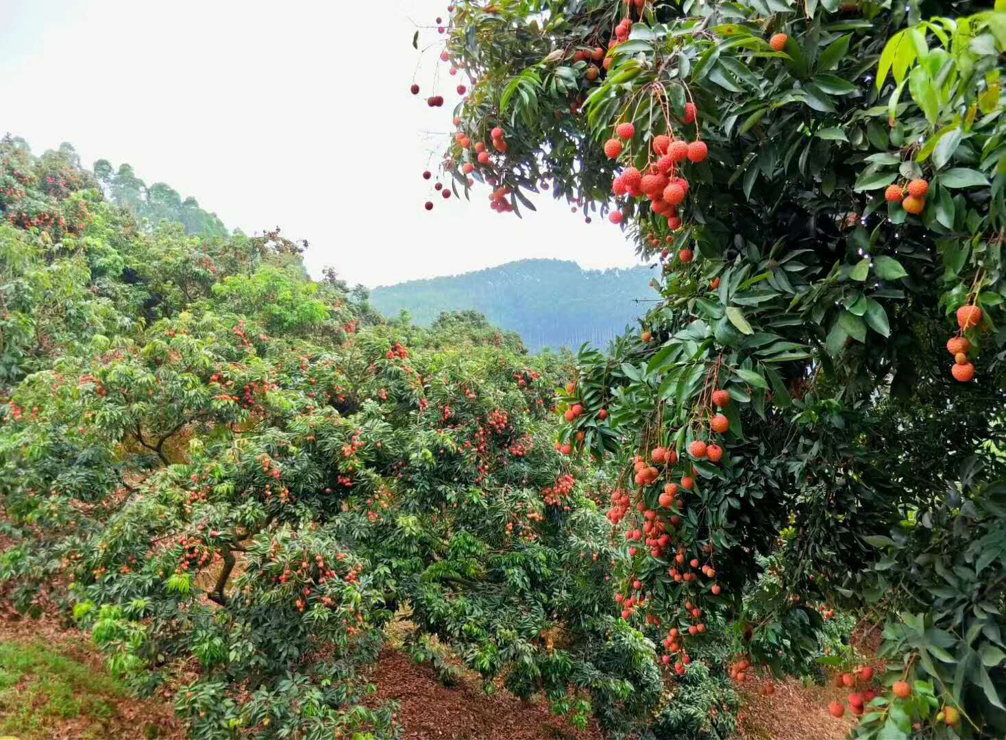 荔枝界的爱马仕,广东荔枝首选桂味荔枝