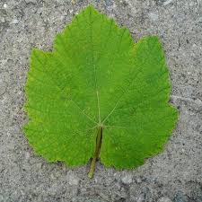 心形符号是什么东西,从象形字开始一直演变的过程