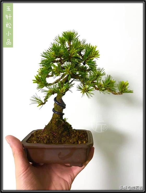 盆景松树移栽后是否剪掉芽,松树盆景修剪