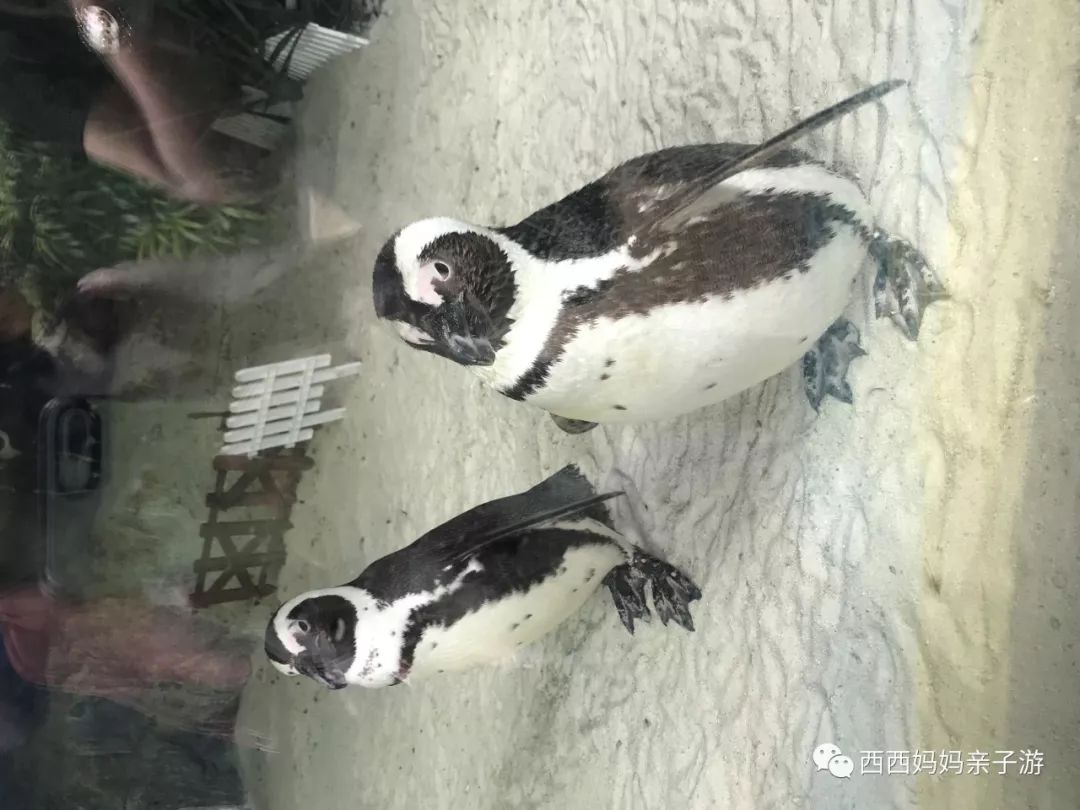 新加坡马来西亚乐高亲子游记（详细版）修改