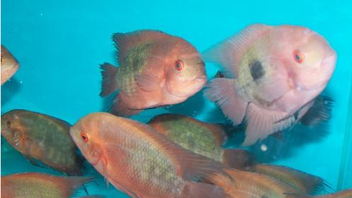 南美慈鲷,慈鲷有黑色的吗