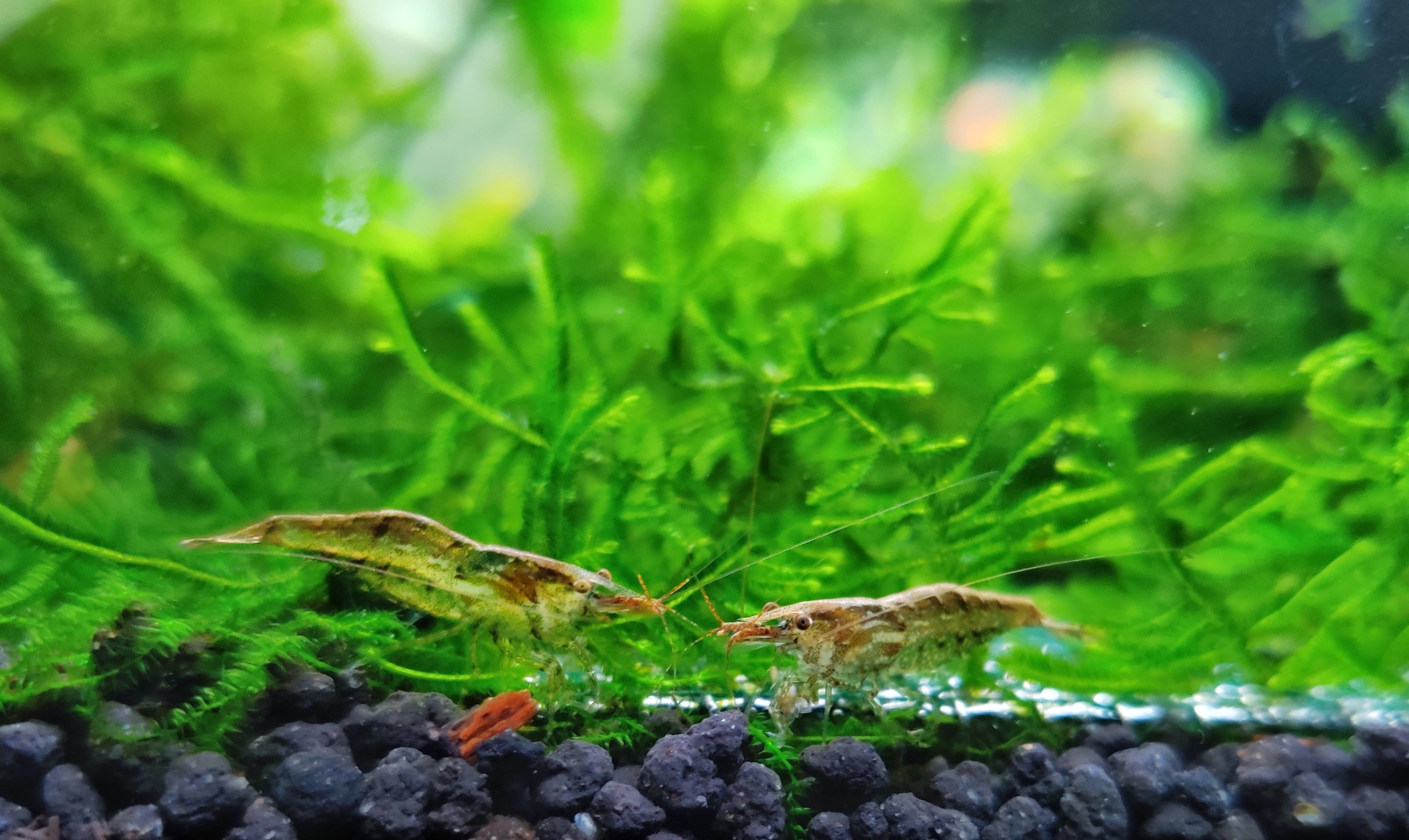 黑壳虾不好好除藻了,黑壳虾除藻有用吗