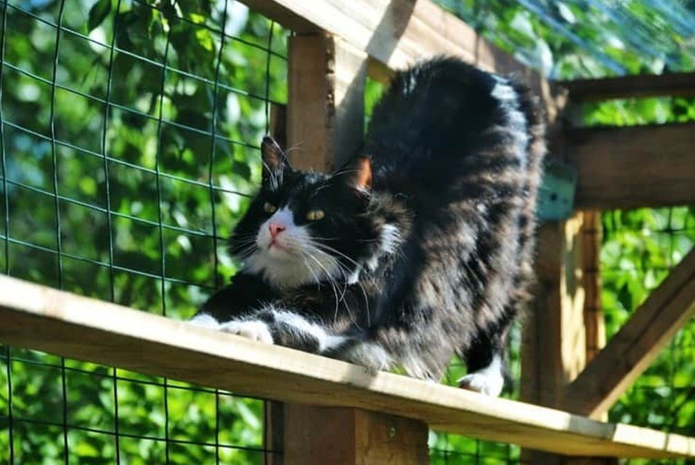 猫咪逃跑,猫咪不回来该如何才能让猫咪回来