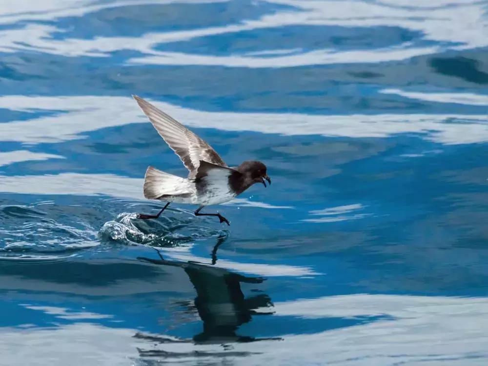 像黑色的闪电高傲地飞翔,像黑色的闪电