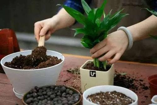 新手养花必选4种花,君子兰开春如何换盆换土