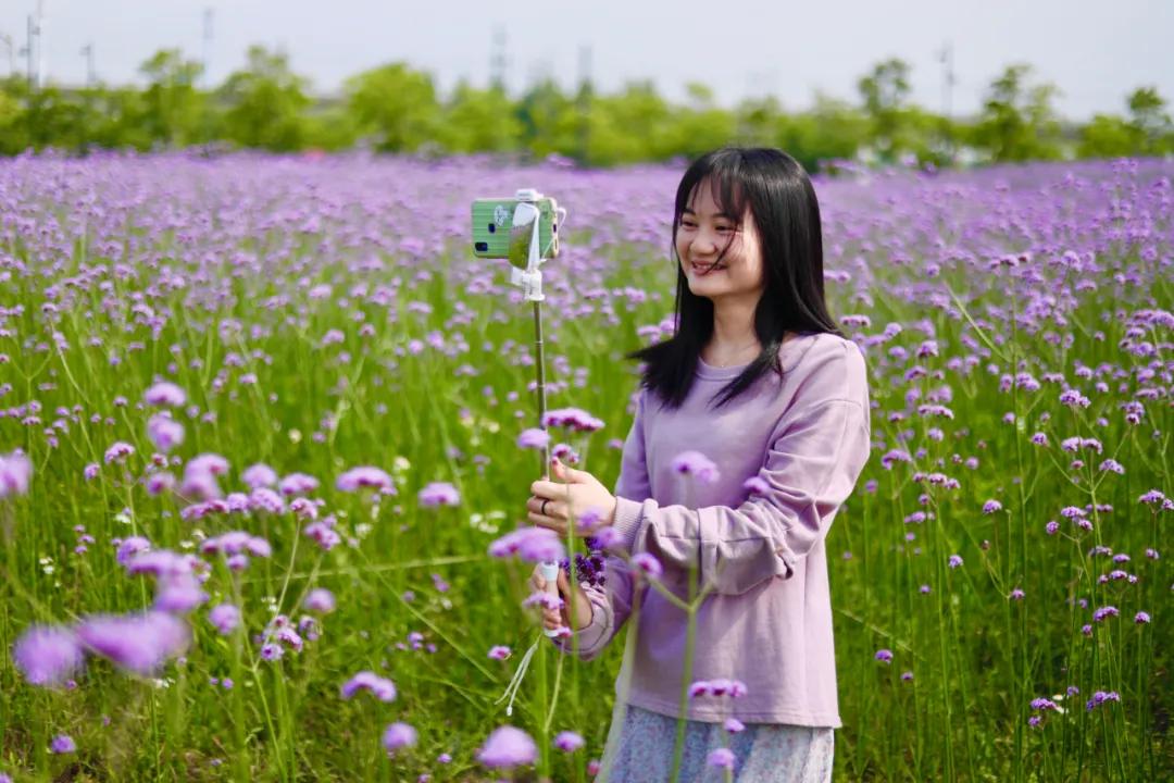 百亩花海竞相开放视频,余杭径山花海