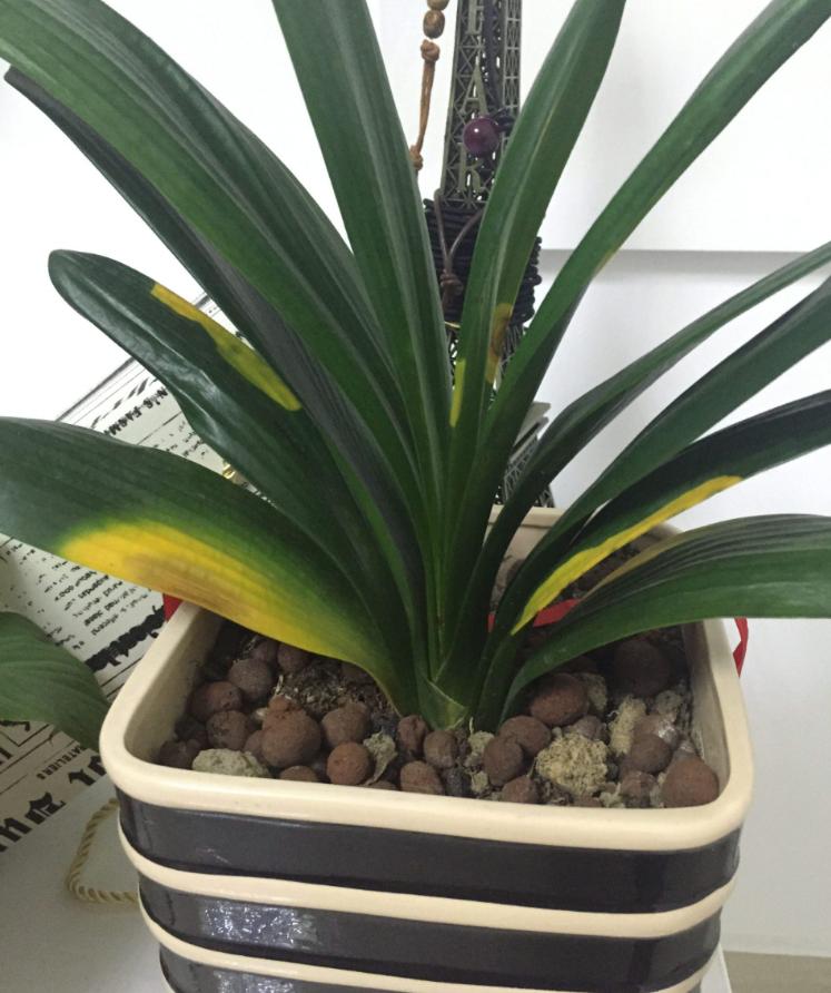 君子兰开花时应该注意哪些事项,君子兰开花时注意事项有哪些