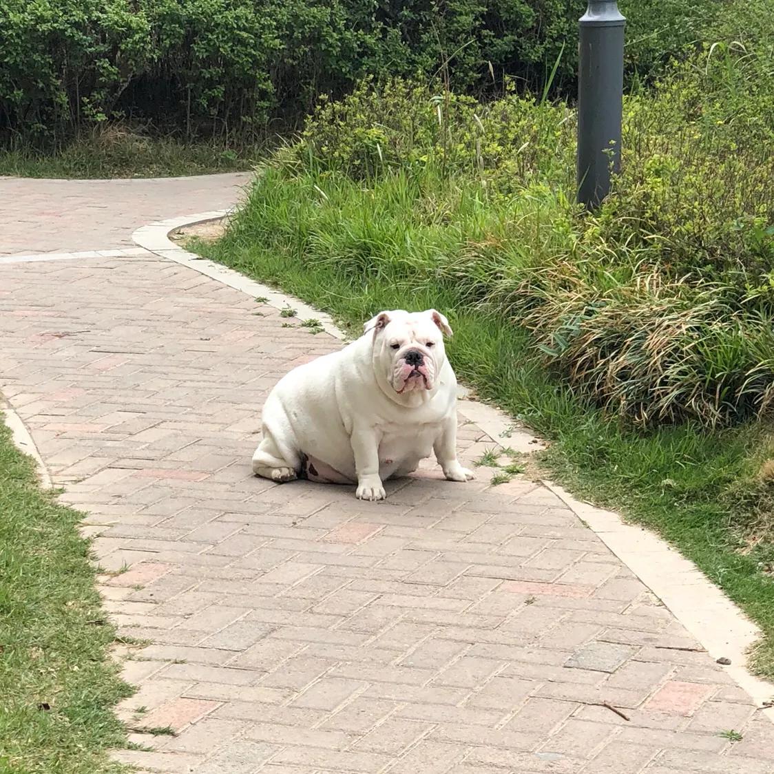 英牛的孕产记实——一场生死线上的考验