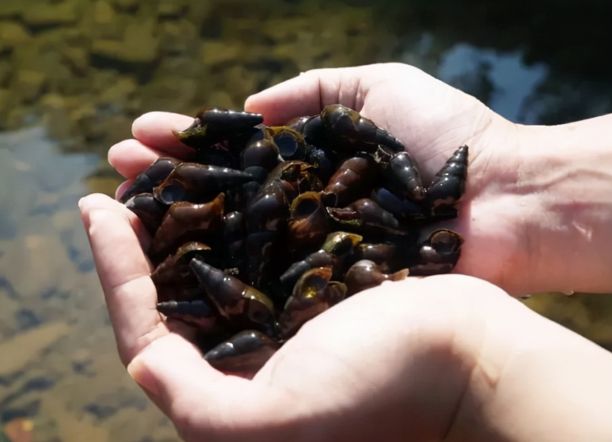 野生山坑螺捡回来要养着吐沙吗,山坑螺生存技巧