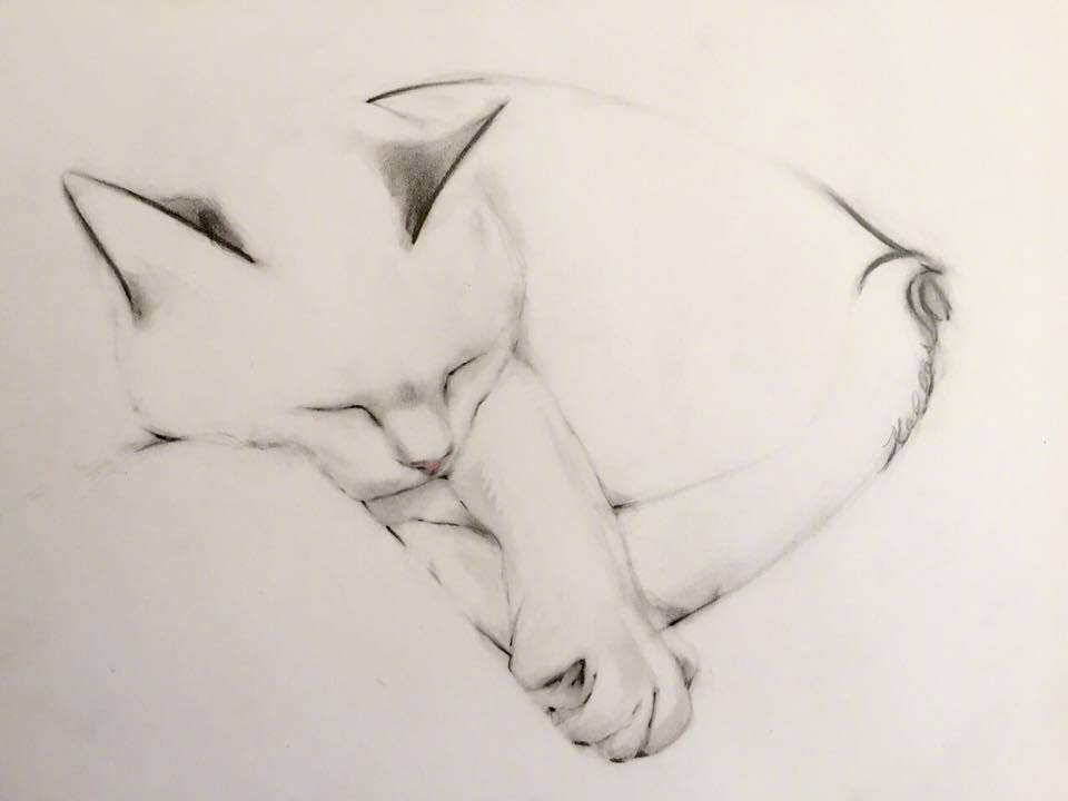 美式复古插画猫,插画猫咪线条