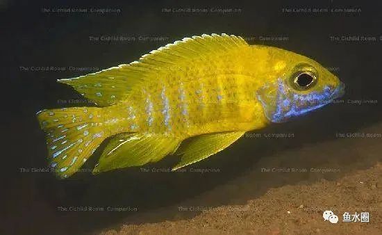 三湖慈鲷马鲷孔雀珍珠系能长多大,三湖慈鲷之孔雀