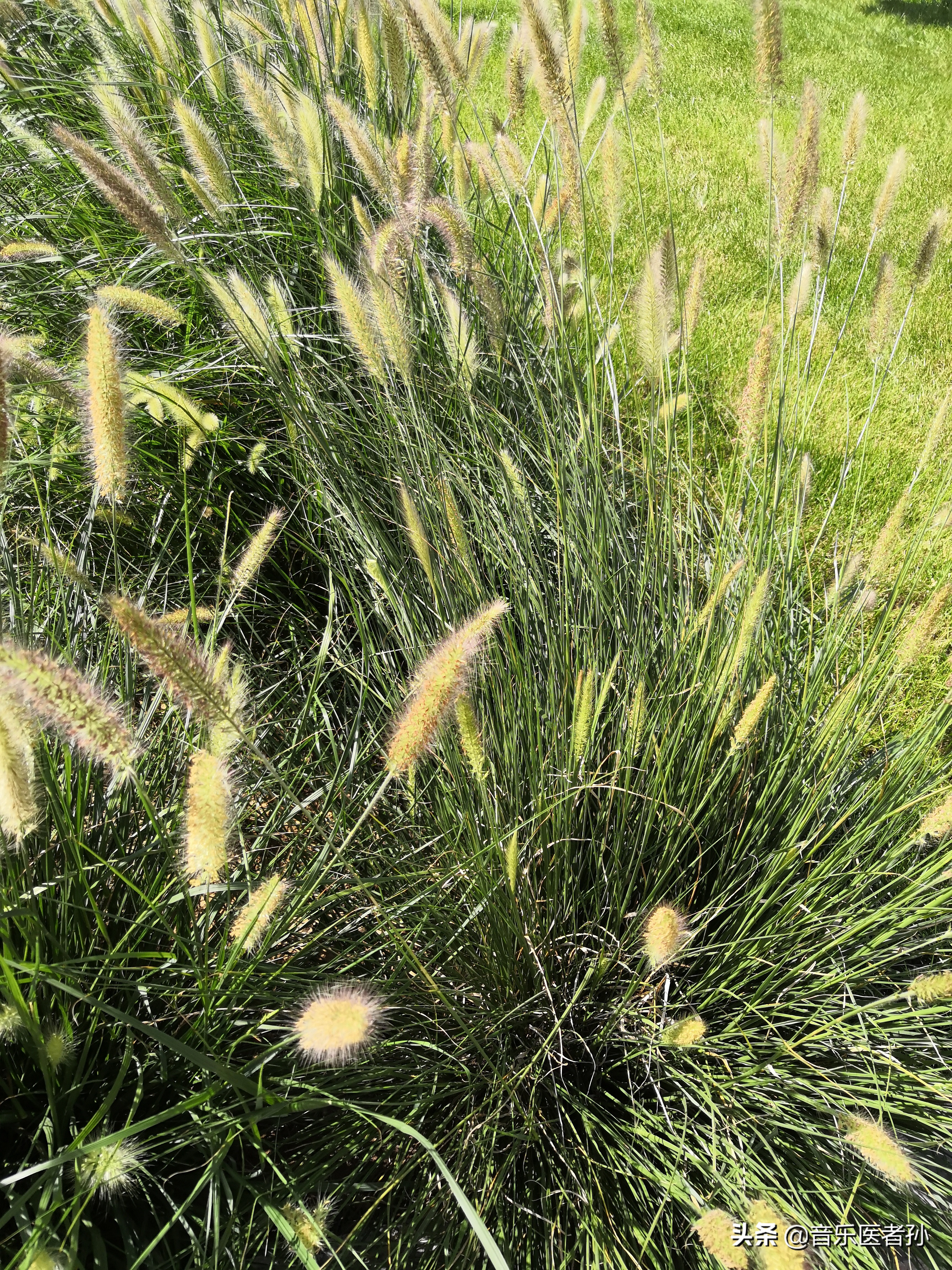 多发性骨髓瘤的三期,轻链型多发性骨髓瘤如何分期