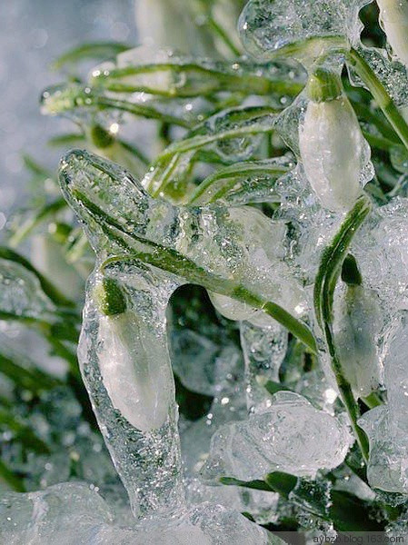 最好记的花名大全,很难得一见的花