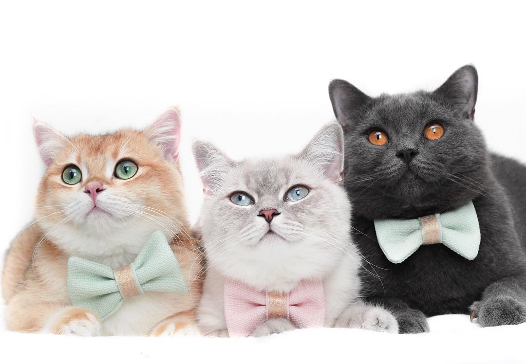 母猫生产前的预兆视频,母猫要生前的预兆