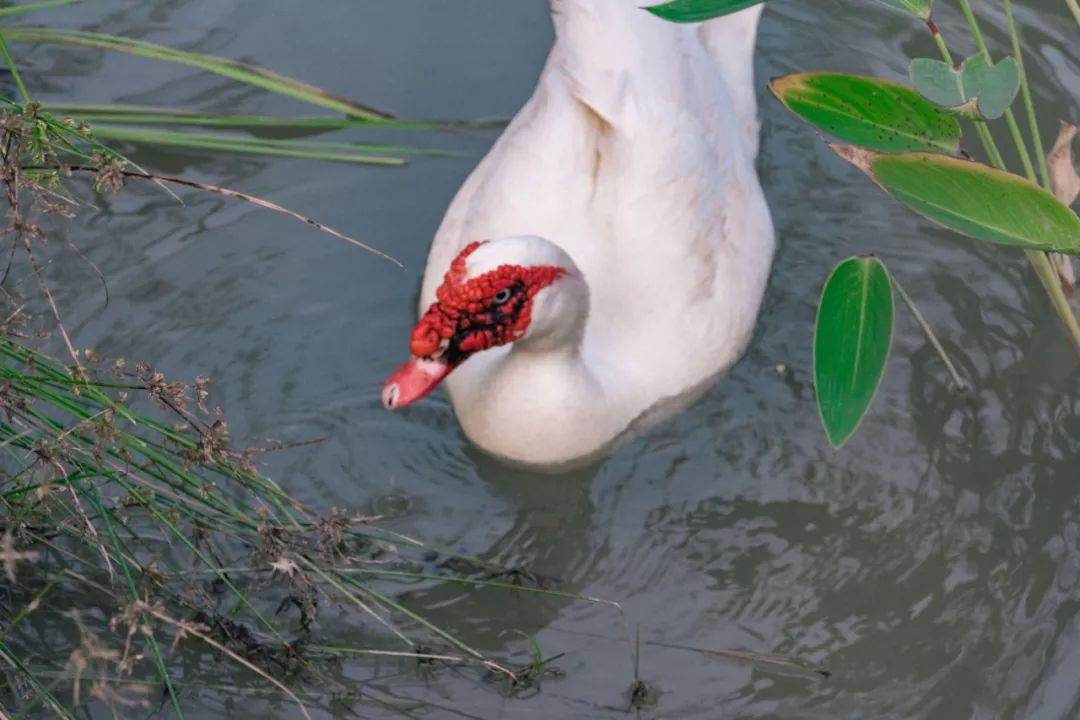 深圳宝安喝茶的世外桃源,宝安西乡世外桃源