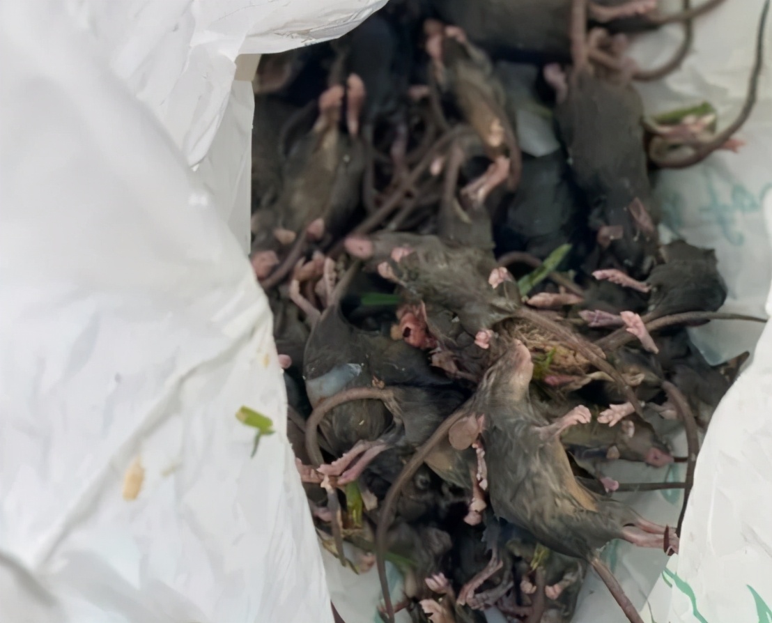 澳大利亚鼠灾真实事件原因,澳大利亚鼠灾最多有多少老鼠