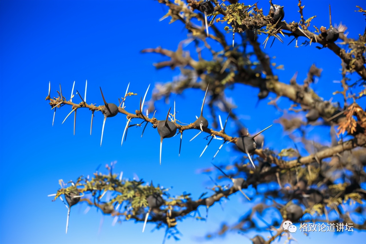 被称为“非洲最强挖掘机”的它，挖洞速度比6个人还快