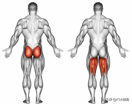 股四头肌：“我也不想这么凸出，谁让臀大肌和腘绳肌不争气呢！”