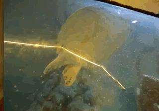 河北人没存在感，却打破了世界的所有次元壁