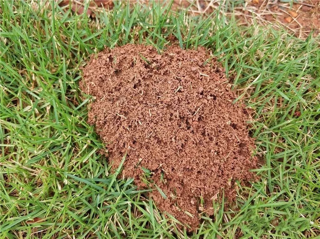 红火蚁入侵致多少人死,红火蚁伤人死亡新闻报道